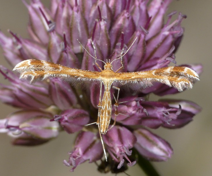 Da determinare - Pterophoridae